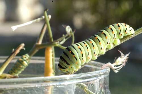 Schwalbenschwanzraupe. Häufig im Gartenbeet auf Dill oder Möhre und ebensohäufig "entfernt" ohne dass erahnt wird, was daraus noch werden könnte